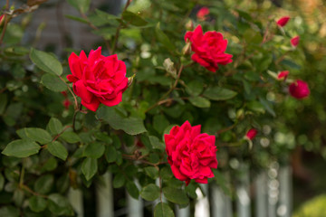Three beautiful roses blooming in the garden