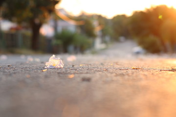 Flor en la calle al atardecer
