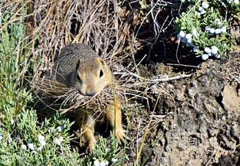 Squirrel building nest , Drumheller , Canada 