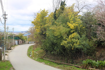 Blooming Mimosa on the streets of Sochi.