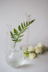 Green and white flowers grow in a glass beaker