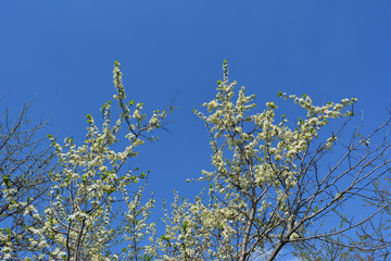 Blooming plum trees. Branches with many white flowers against clear blue sky. Spring in the garden.