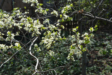 Fototapeta premium Blooming branch of plum tree. Spring garden.