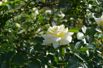 Beautiful rose flower with creamy white petals. Flowering garden in summer.