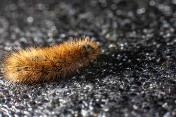 Caterpillar on a black background. Insect close up