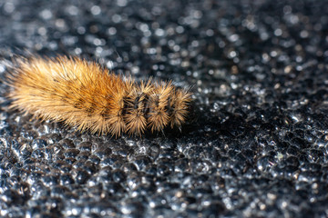 Caterpillar on a black background. Insect close up
