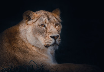 Obraz na płótnie Canvas Asiatic Lion Portrait