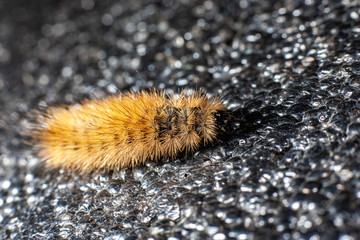 Caterpillar on a black background. Insect close up