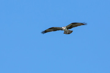 Fototapeta na wymiar Eagle Soaring in Blue Sky
