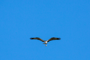 Eagle Soaring in Blue Sky