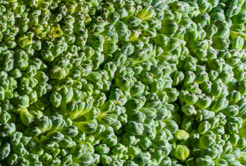 close up of broccoli, green rough surface