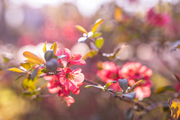 Blossom tree over nature background Spring flowers with sun rays and peaceful spring summer mood. Pink floral backdrop, nature closeup