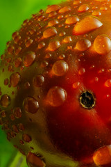 Fresh cherry tomato close-up on a background of lettuce leaves