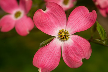 Fototapeta na wymiar Pink Dogwood flower