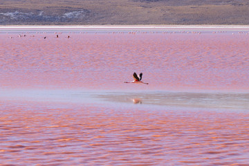 Laguna Colorada flamingos, Bolivia