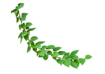 Heart shaped green leaves wild climbing vine, isolated on white background, clipping path included