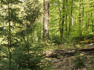 Laubwald im Frühling