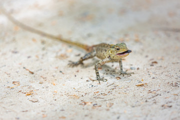 Gray lizard on a stone against the background of a green tropical leaf. Reptile close-up. Iguana, lizard, monitor lizard.
