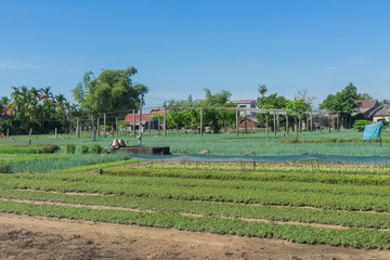 Tra Que village, organic vegetable field, near Hoi An old town, Vietnam