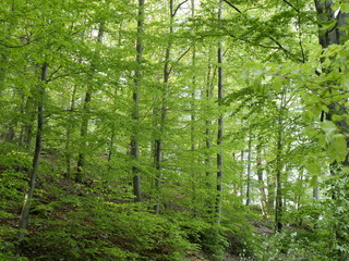 Fototapeta premium Laubwald im Frühling