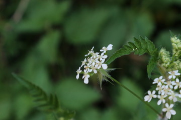 white  flower