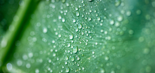 Water drop on a leaf after rain. Sunny macro nature, amazing nature droplets. Beautiful nature closeup, exotic background