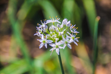 Chinese chive flowers / Chinese chive is a very nutritious green-yellow vegetable, with a lot of white flories in autumn to become beautiful hemispherical flowers .
