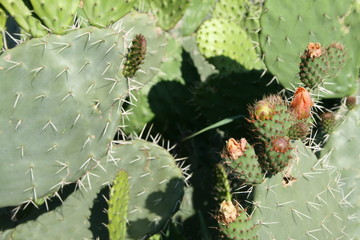 cactus  de Marruecos © Ralda Photo