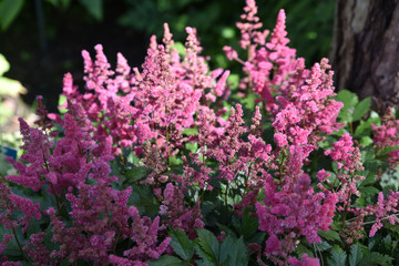 Astilbe rose en été au jardin