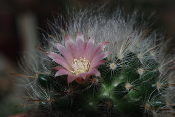 Rośliny domowe © Tomasz Czerwiński