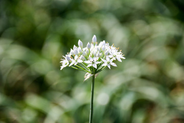 Chinese chive flowers / Chinese chive is a very nutritious green-yellow vegetable, with a lot of white flories in autumn to become beautiful hemispherical flowers .