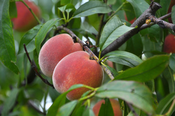 On the tree branch ripe peach fruits