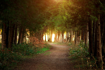 Path in coniferous summer botanical park among spruce tree in sunset light