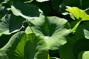 Feuilles de lotus en été