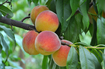 On the tree branch ripe peach fruits