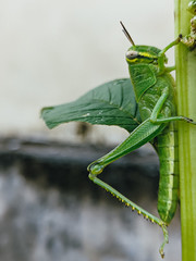 grasshopper perched on a thatch leaf in the park