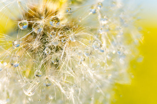 Close-up Of Wet Dandelion Seed