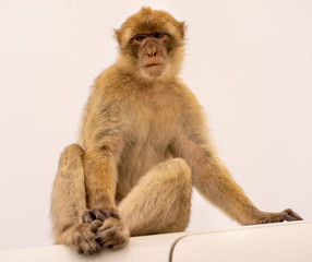 Monkeys on Gibraltar rock.