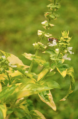 Imagen de una planta de albahaca florecida, visitada por una abeja en un fondo de césped verde amarillento 