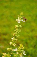 Imagen de una planta de albahaca florecida, visitada por una abeja en un fondo de césped verde amarillento 