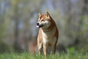 Naklejka na ściany i meble Naughty dog Shiba Inu shows tongue outdoors