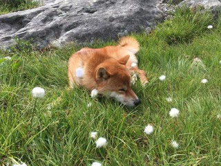 Shiba Inu lies on the field with dandelions with pleasure