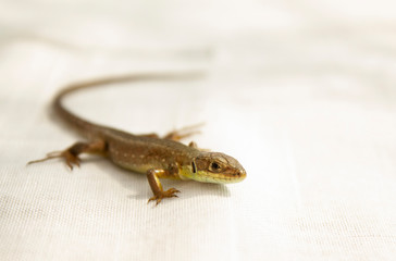little gray lizard closeup on white canvas