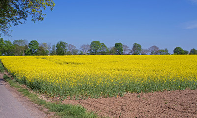 Leuchtend gelbes Rapsfeld