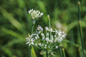 Chinese chive flowers / Chinese chive is a very nutritious green-yellow vegetable, with a lot of white flories in autumn to become beautiful hemispherical flowers .
