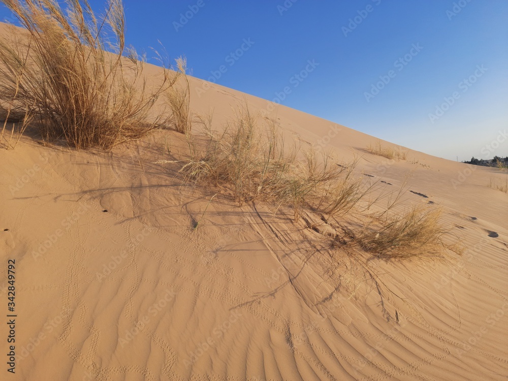 Wall mural Traveling to sahara desert of Algeria in North Africa