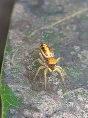 Spider jumping on the leaf