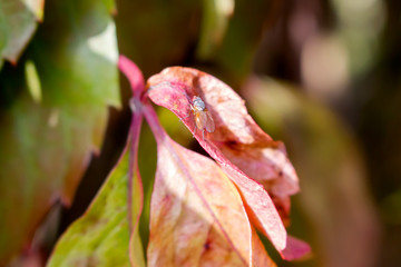 Fototapeta premium Fly with red eyes sits on the surface of a sheet of purple grapes in autumn Virginia quinata