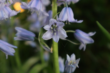purple flowers in the garden