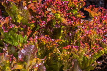 Fresh red lettuce (Lactuca sativa), close-up of leaves